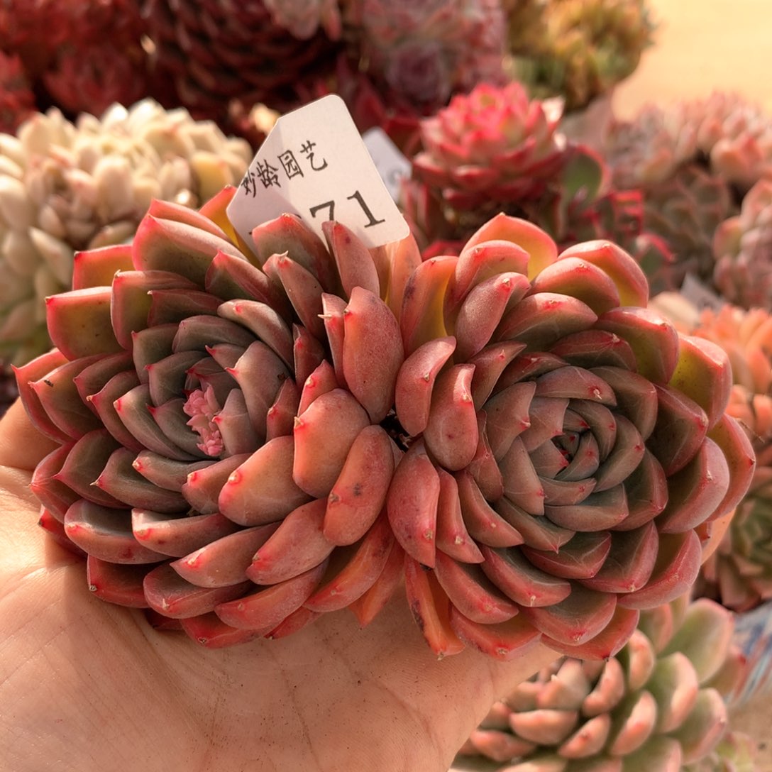 1671杂交多肉植物