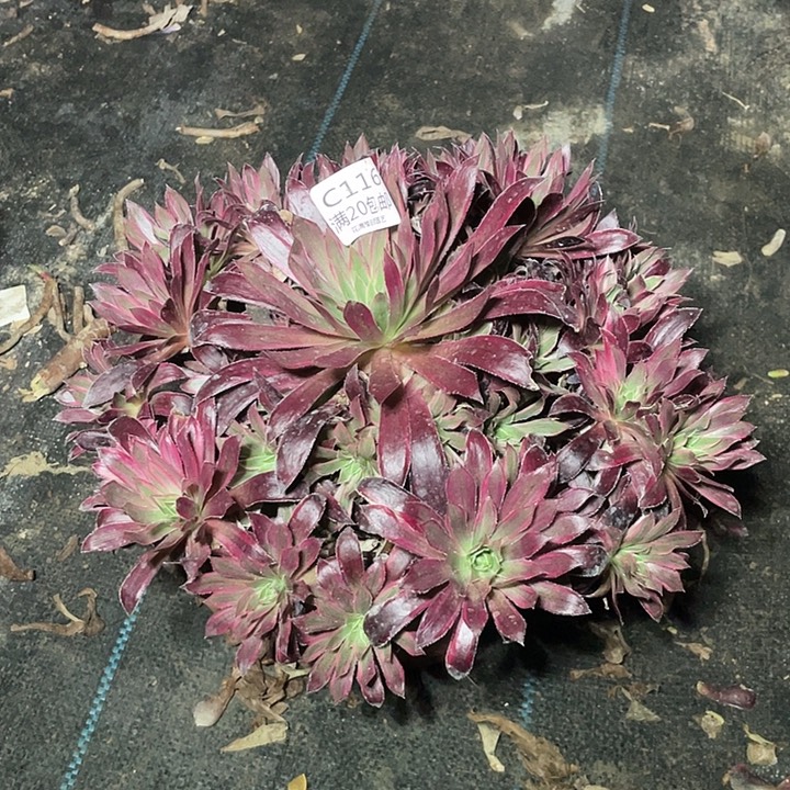 116孔雀锦多肉法师多肉法师