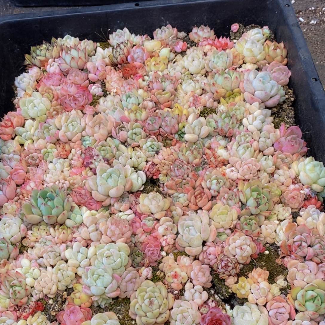 184多肉植物保护研究所所长