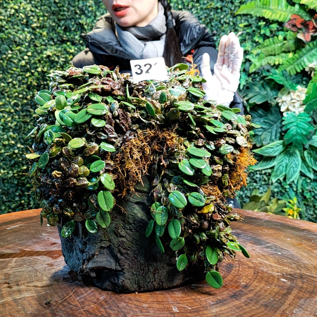 【闪购商品】326小龟背花卉大丛花花