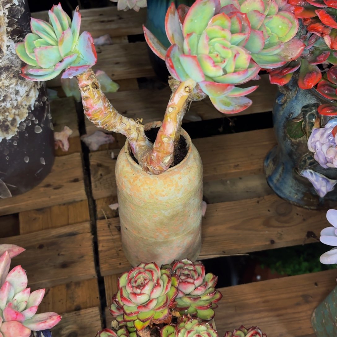 飾***老桩精品肉肉绮罗仙子