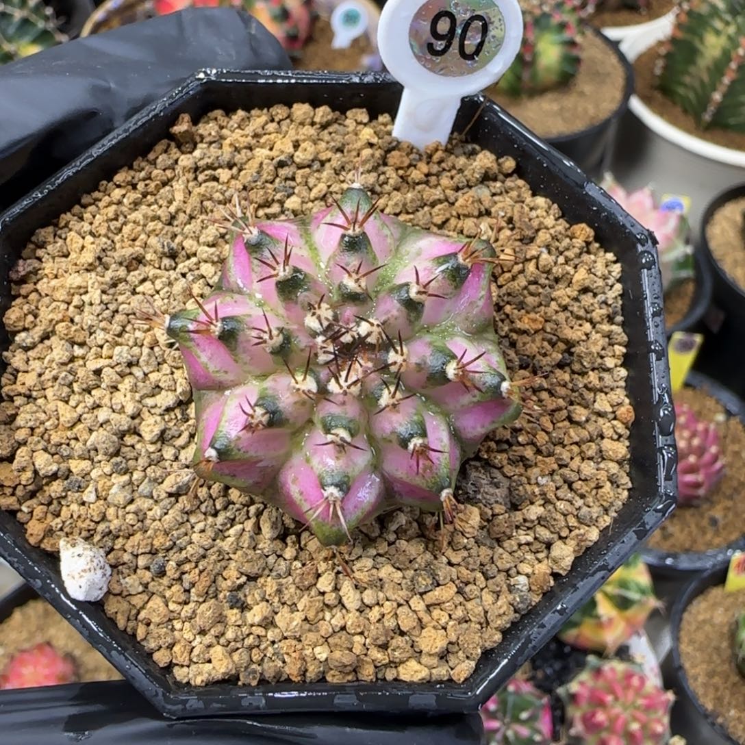 90号白粉海神福利价