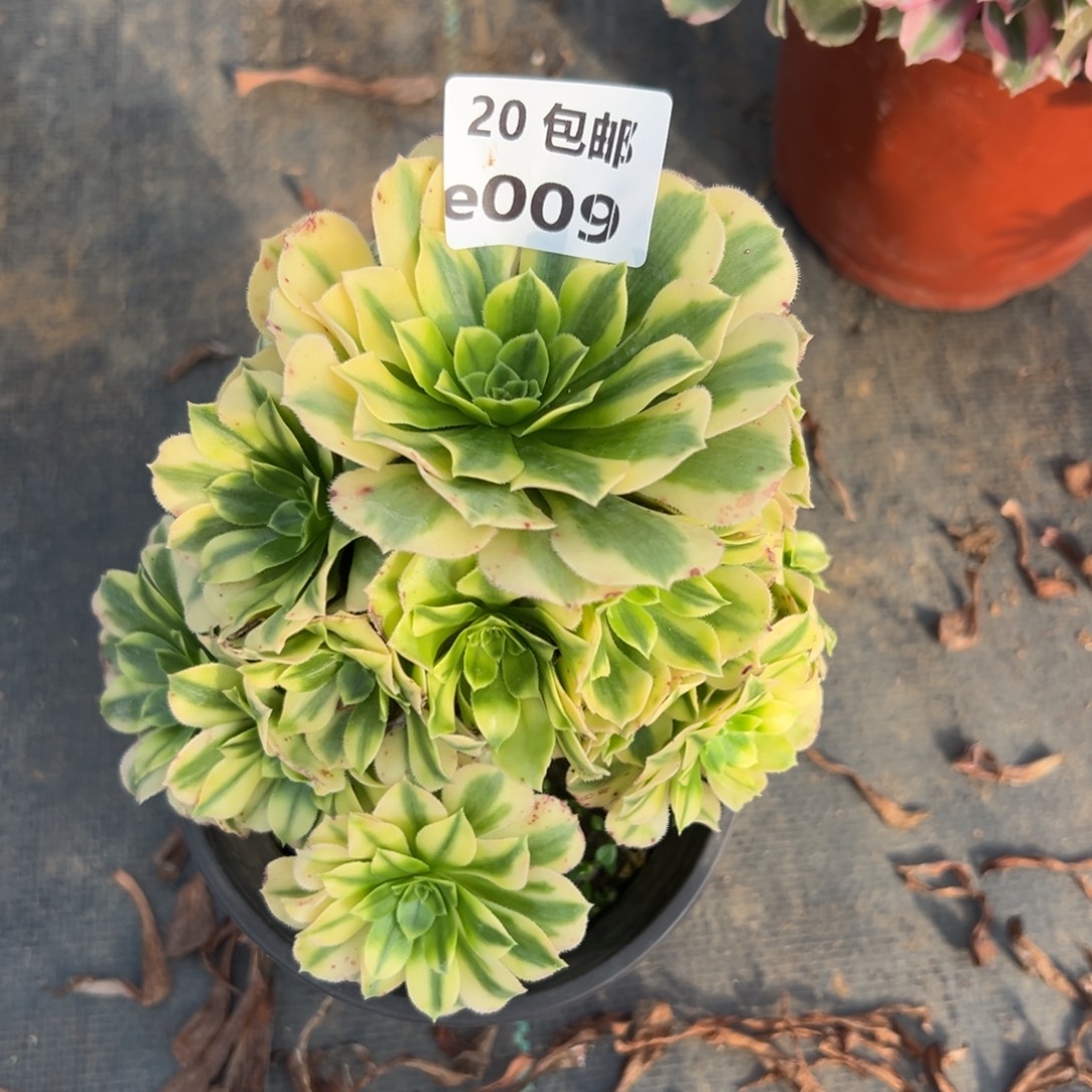 009金丝翡翠，满20包邮