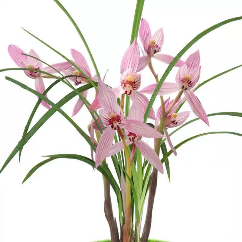 红香妃 兰花浓香型 花期11-3月份自然棚养殖兰花