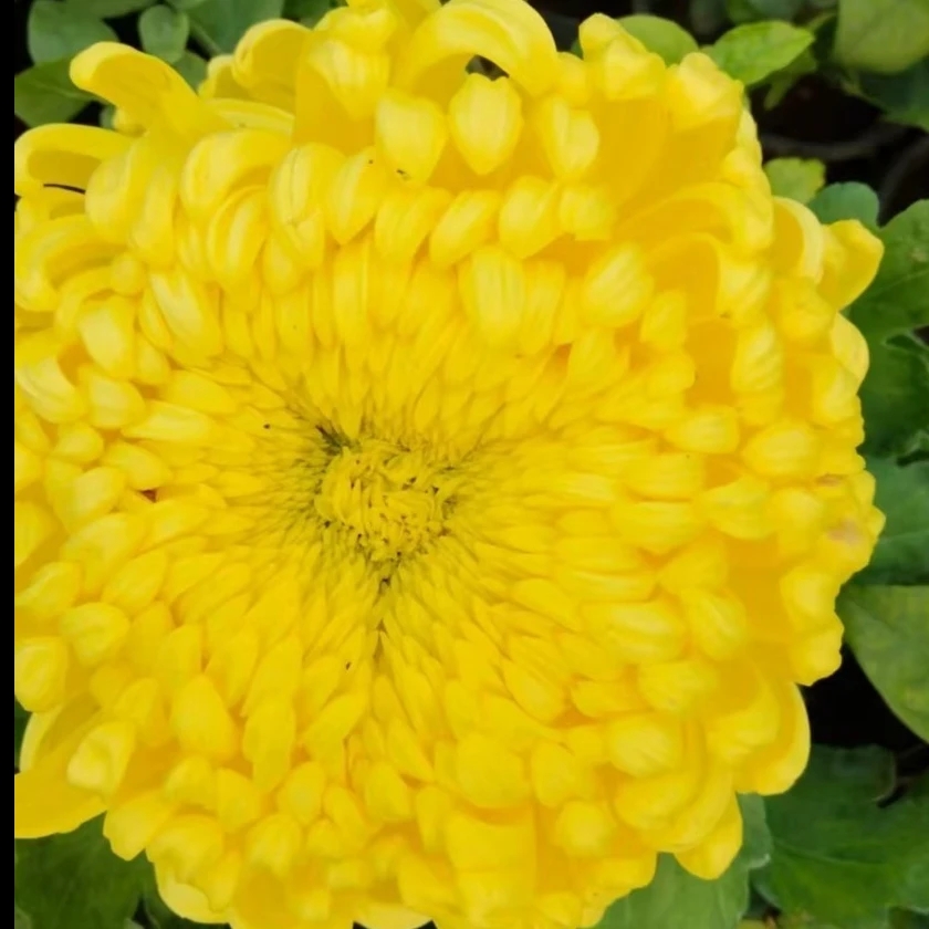 九月大菊（国华大宝）原盆原土带花苞发货