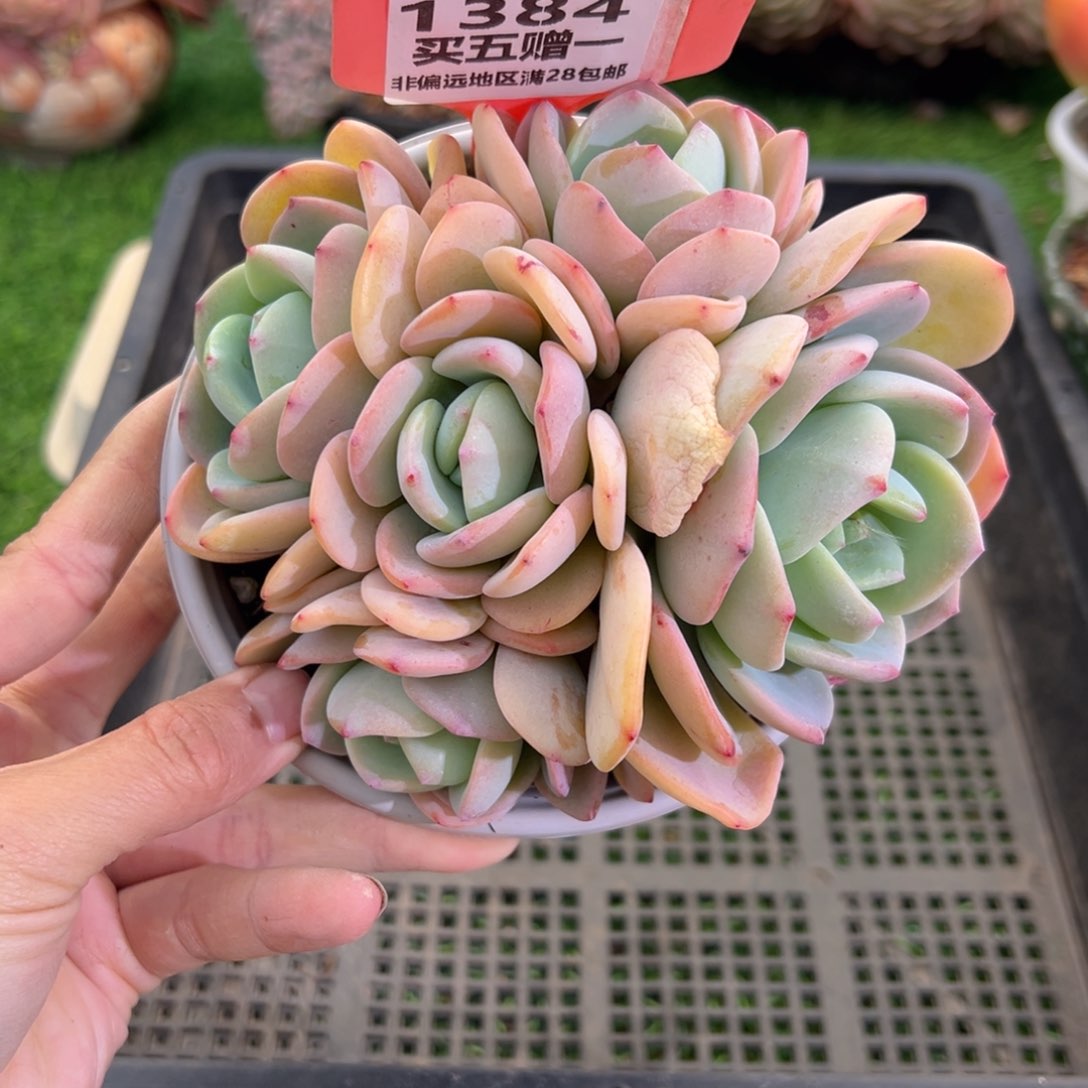 表妹精品多肉1384.