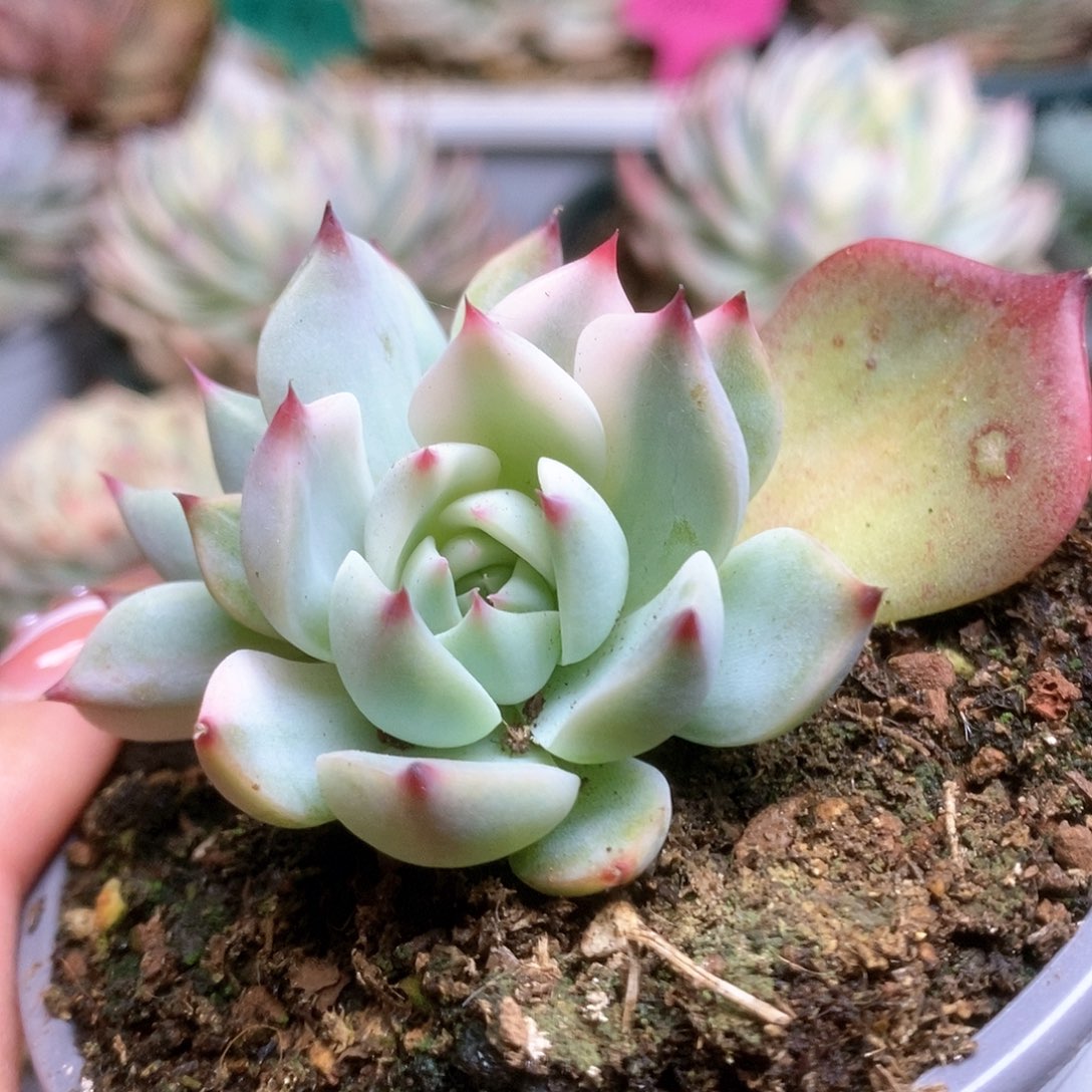 068锦锦锦锦锦锦锦锦