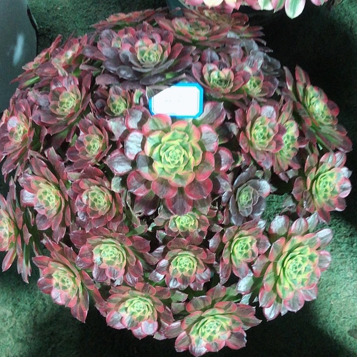 691安娜多肉法师