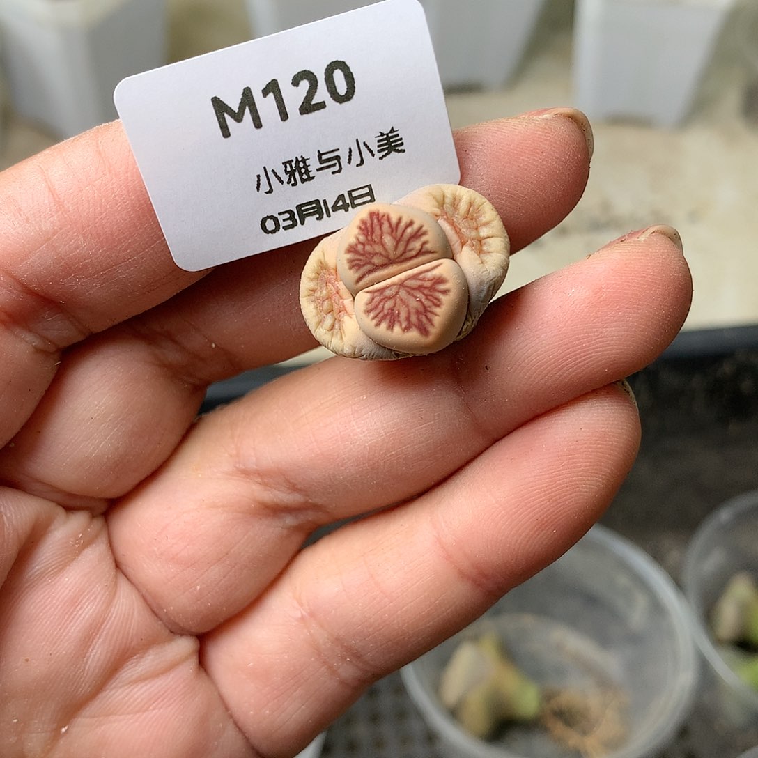 M120多肉植物保护研究所