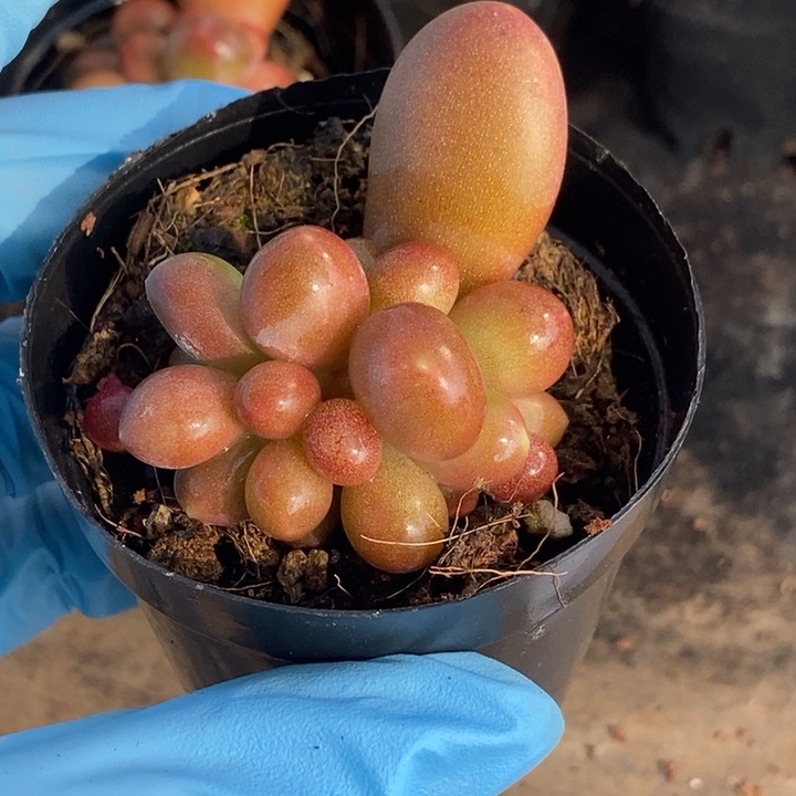 君*兰潘朵拉锦多肉植物