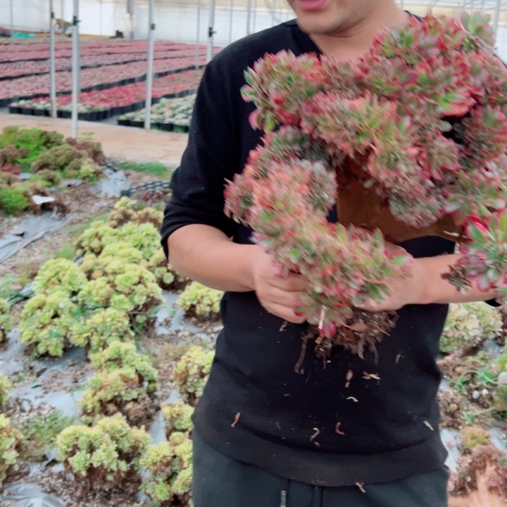 ***大颗女郎醉话64号多肉法师