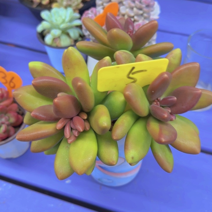 之*～5多肉植物一物一拍