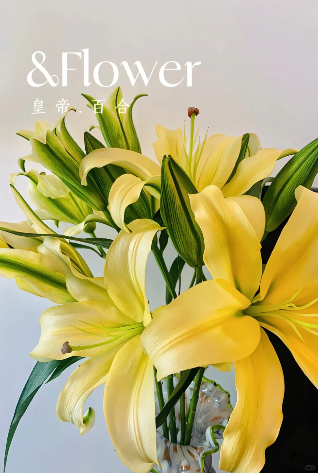 皇帝香水百合，浓香型
