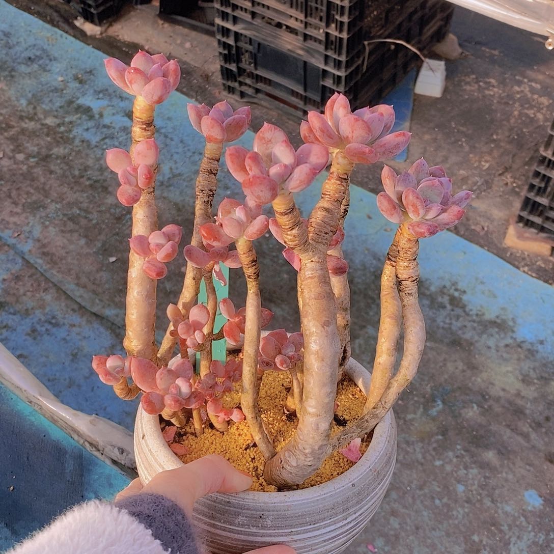 815多肉植物老桩