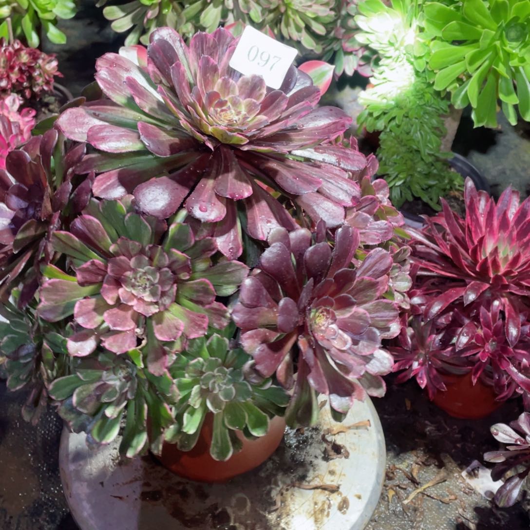 多肉植物水墨画097