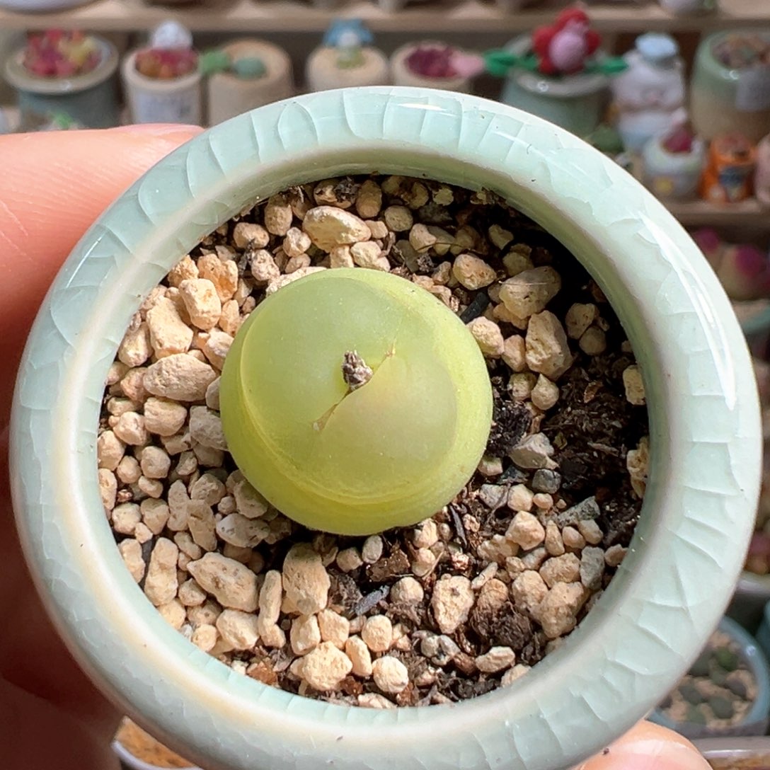 多肉植物33号拉登