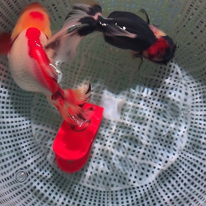 金鱼6号尺寸12-13区间