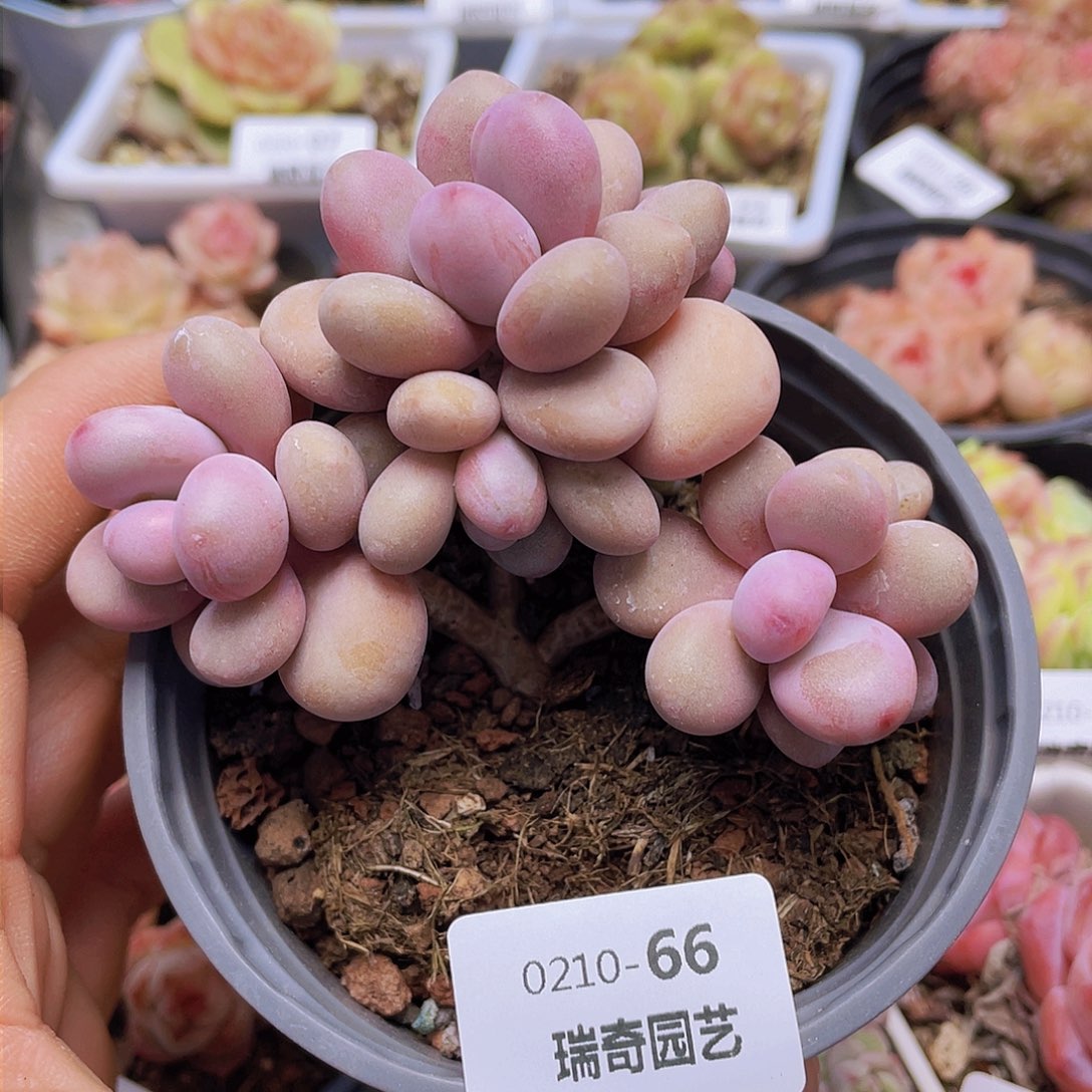 00000000000066量拍