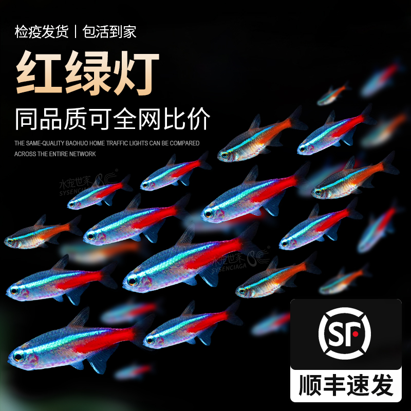 热带观赏活鱼好养宝莲灯斑马淡水神仙孔雀小型红绿灯科小鱼观赏鱼