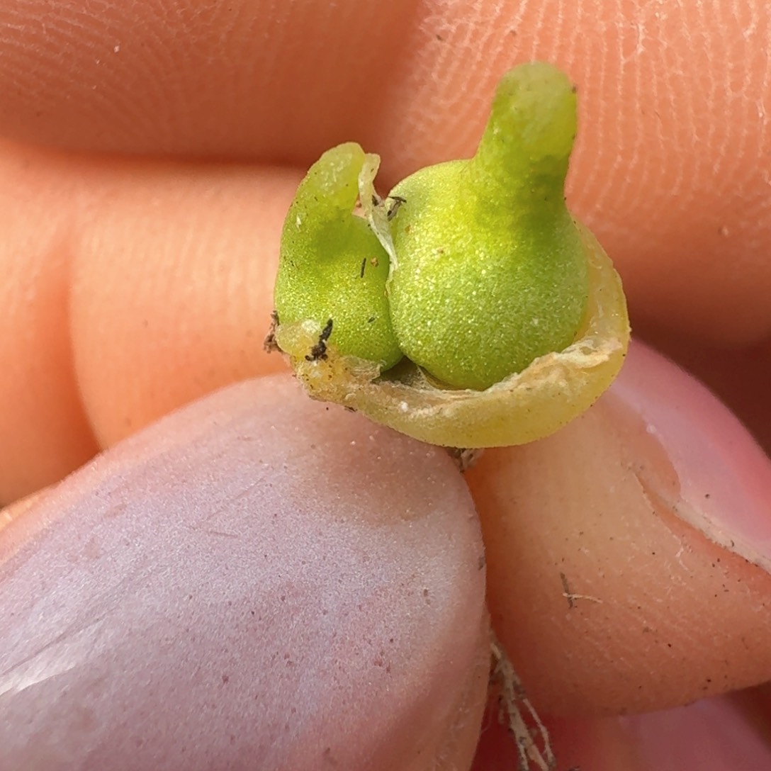 7号双头小葫芦矮胖体