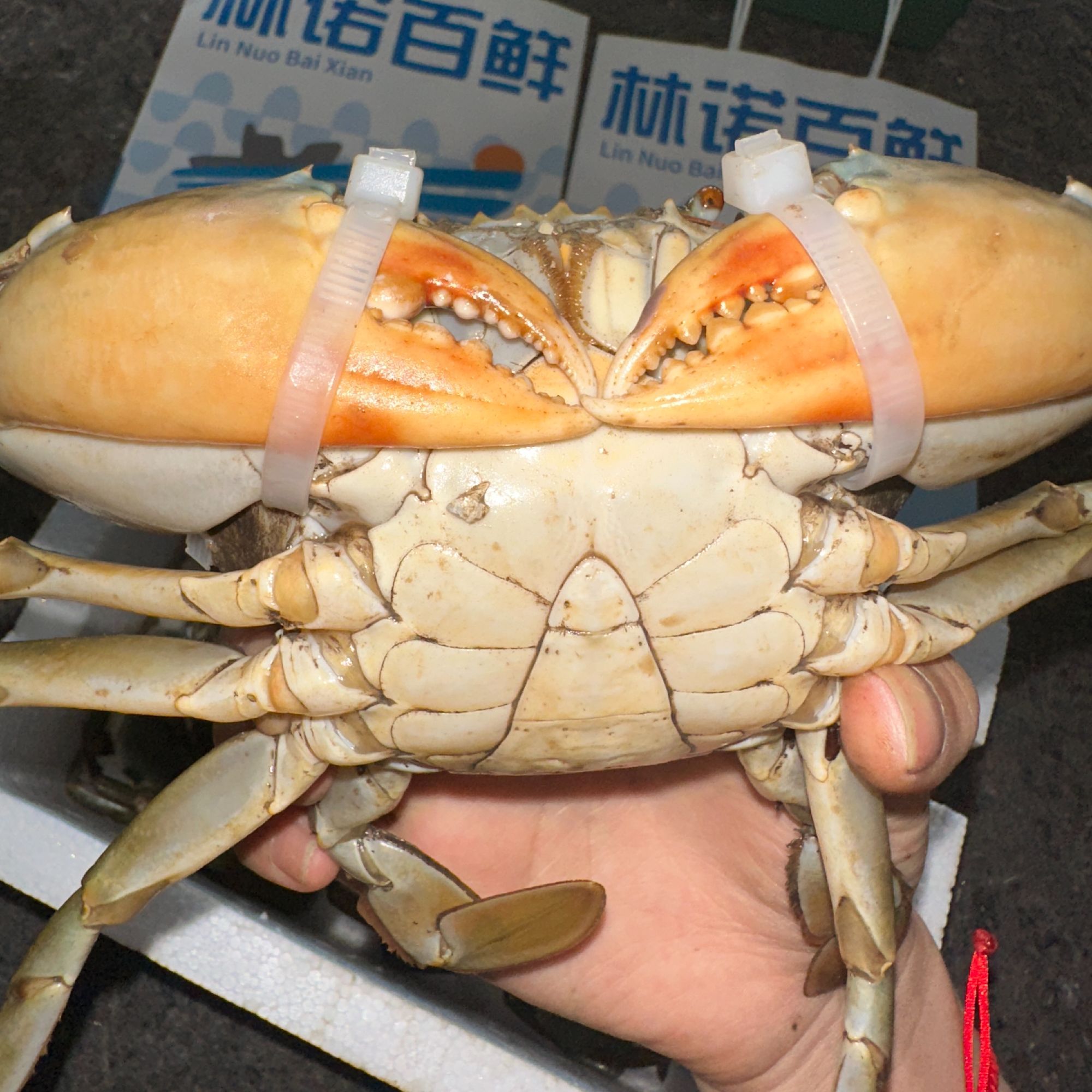 【特大肉蟹现称现改价4】三门青蟹3只起拍 公肉蟹 顺丰到家包鲜包活