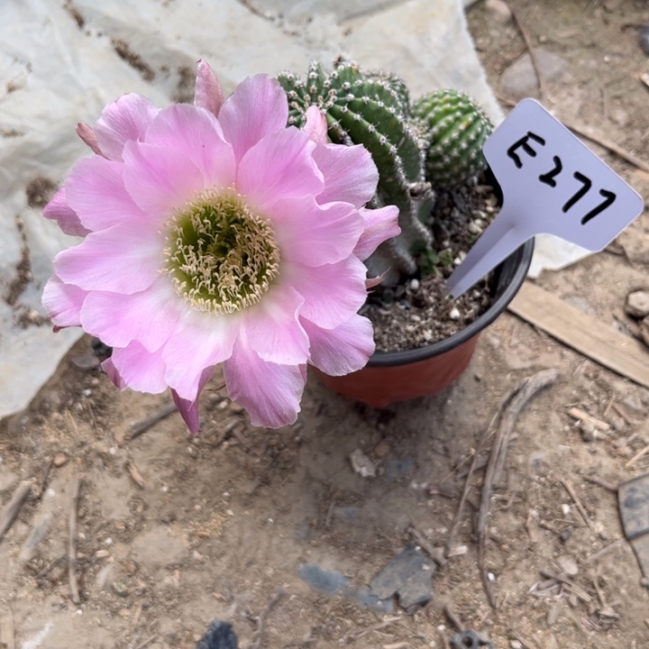 微瑕一物一拍E277