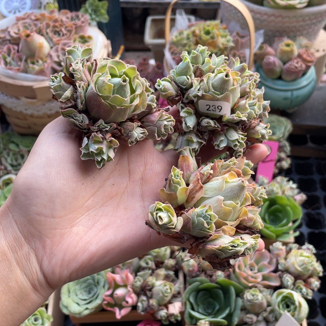 梅***梅多肉植物山地玫瑰236三颗