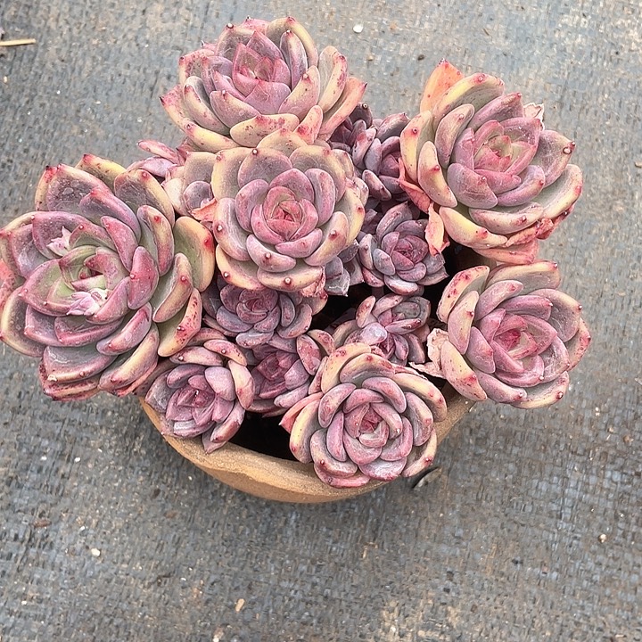 老桩水晶杂19带暗纹