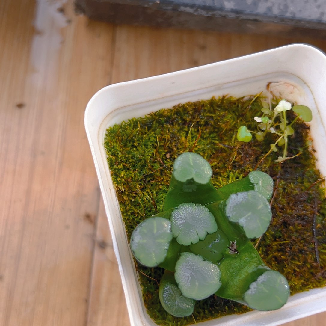 天照万象多肉多肉一颗