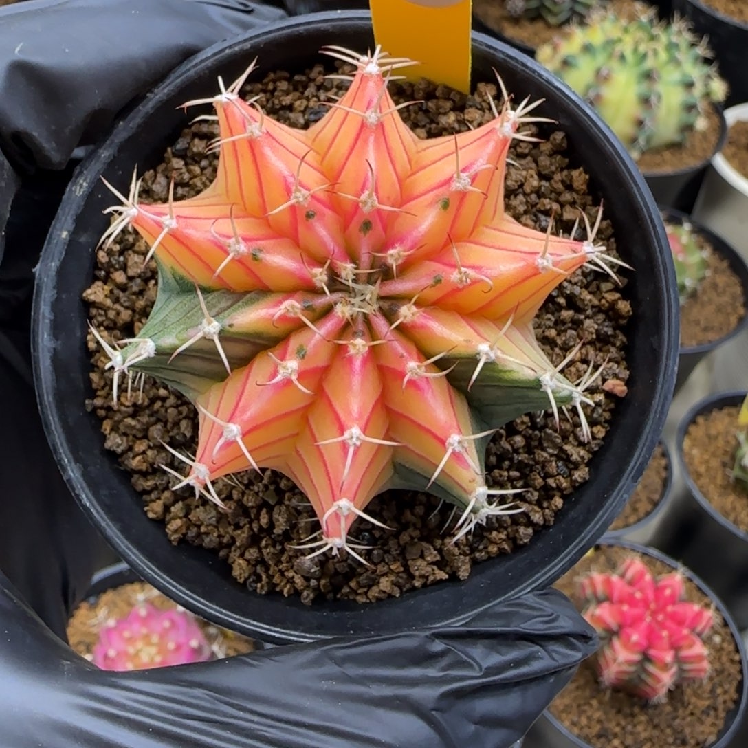 158号泰系实生肋骨锦