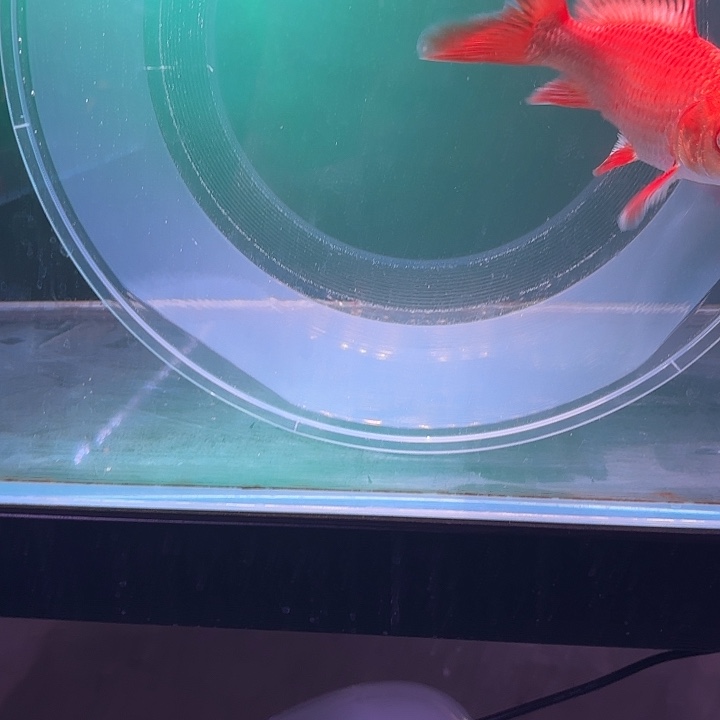 蝴蝶鲤鱼21号蝴蝶鲤