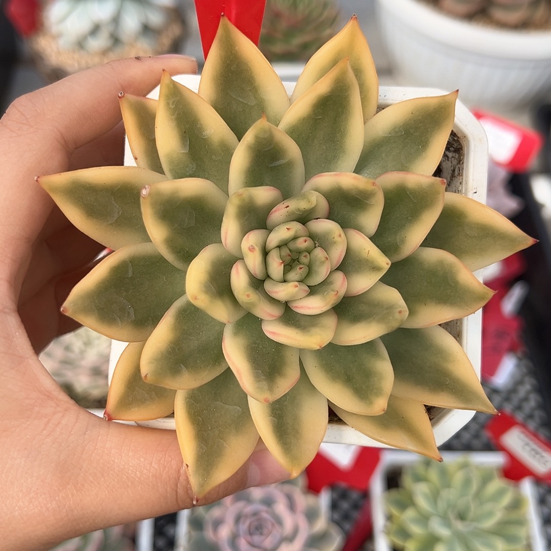 181号阿格尼斯锦多肉植物