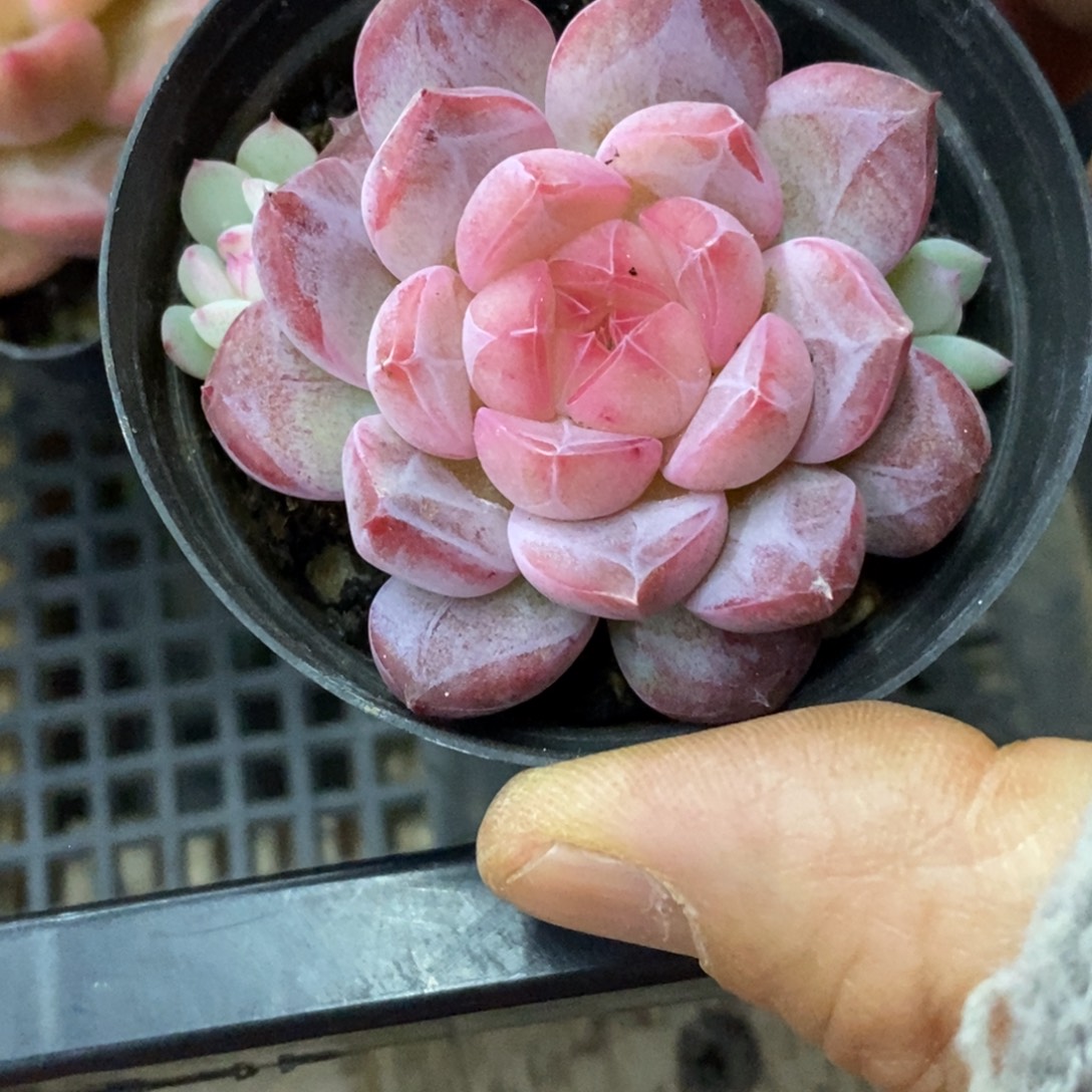 精品多肉一物一拍不包整444