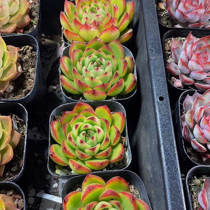 大单头月亮石带盆