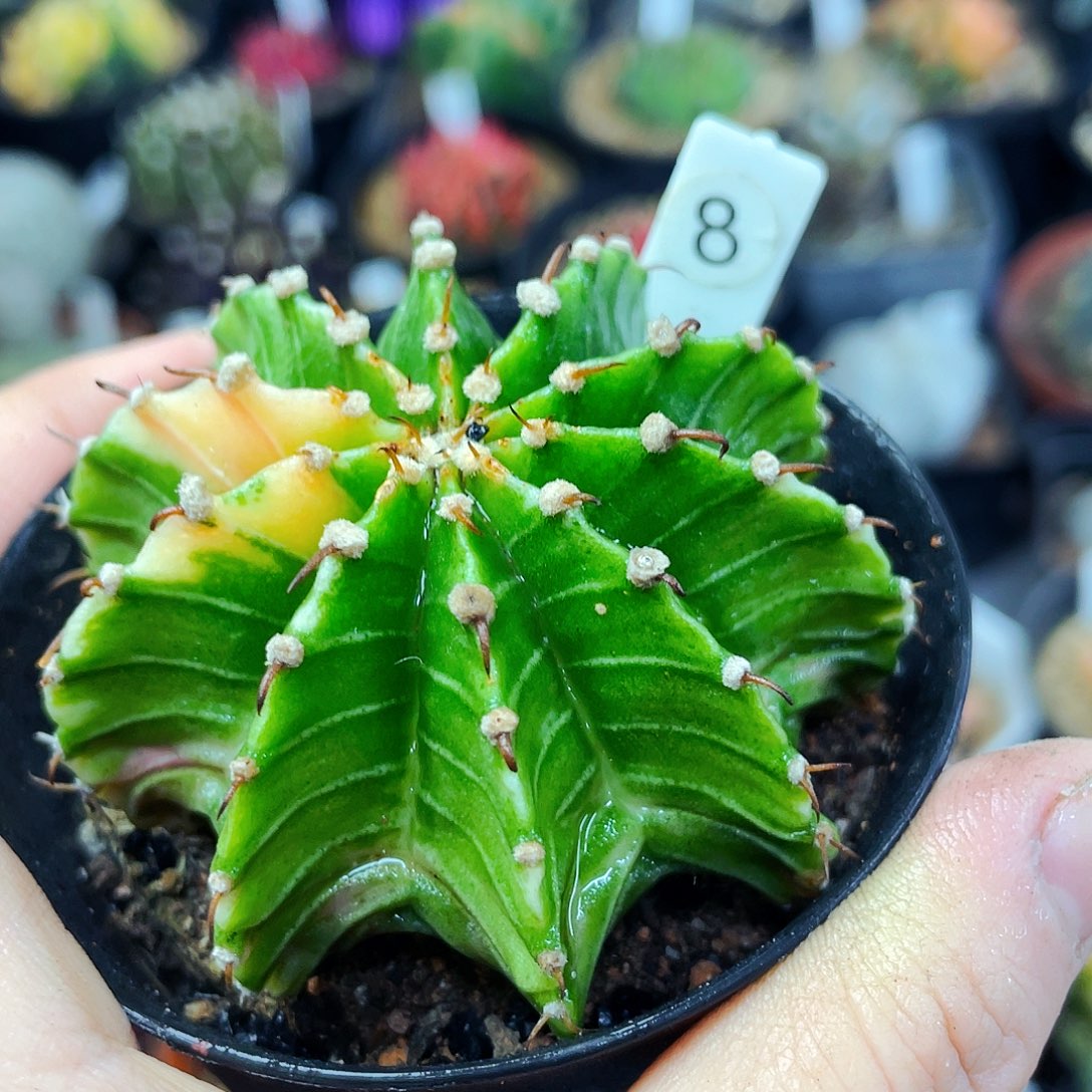 非偏远地区满25包邮仙人球