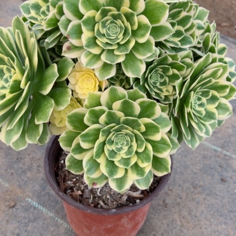 多肉植物迈巴赫锦。