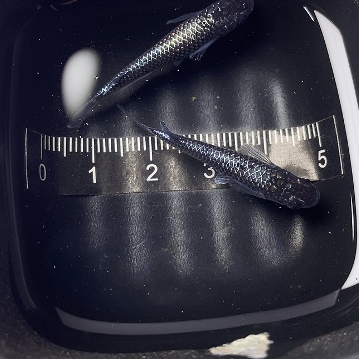 青鳉鱼礼服一对，17号，满15包邮，可叠单