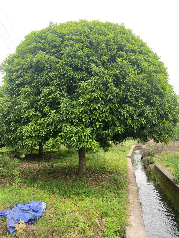 精品桂花树，金桂