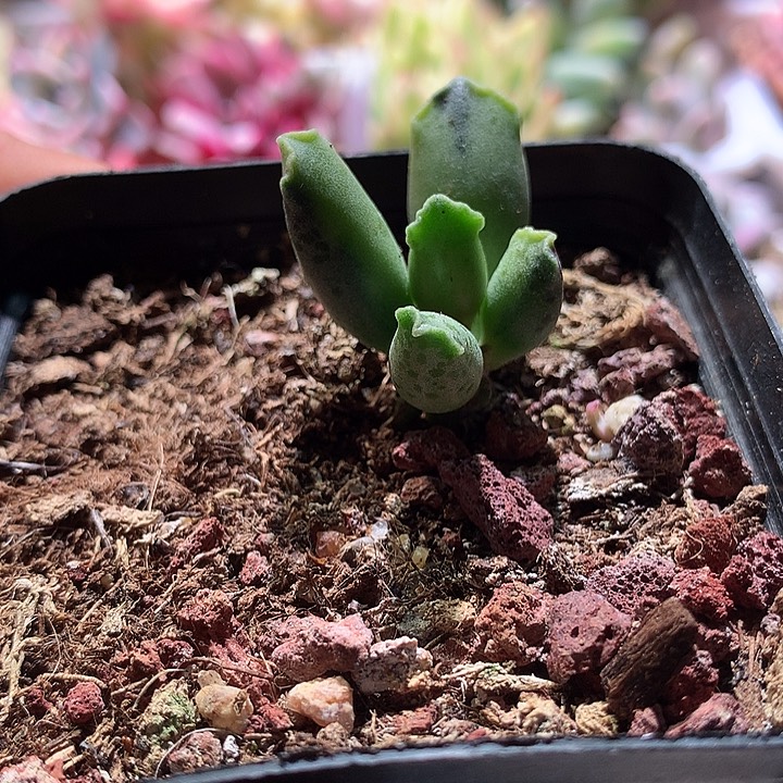 星***辰海豹锦锦锦锦锦锦