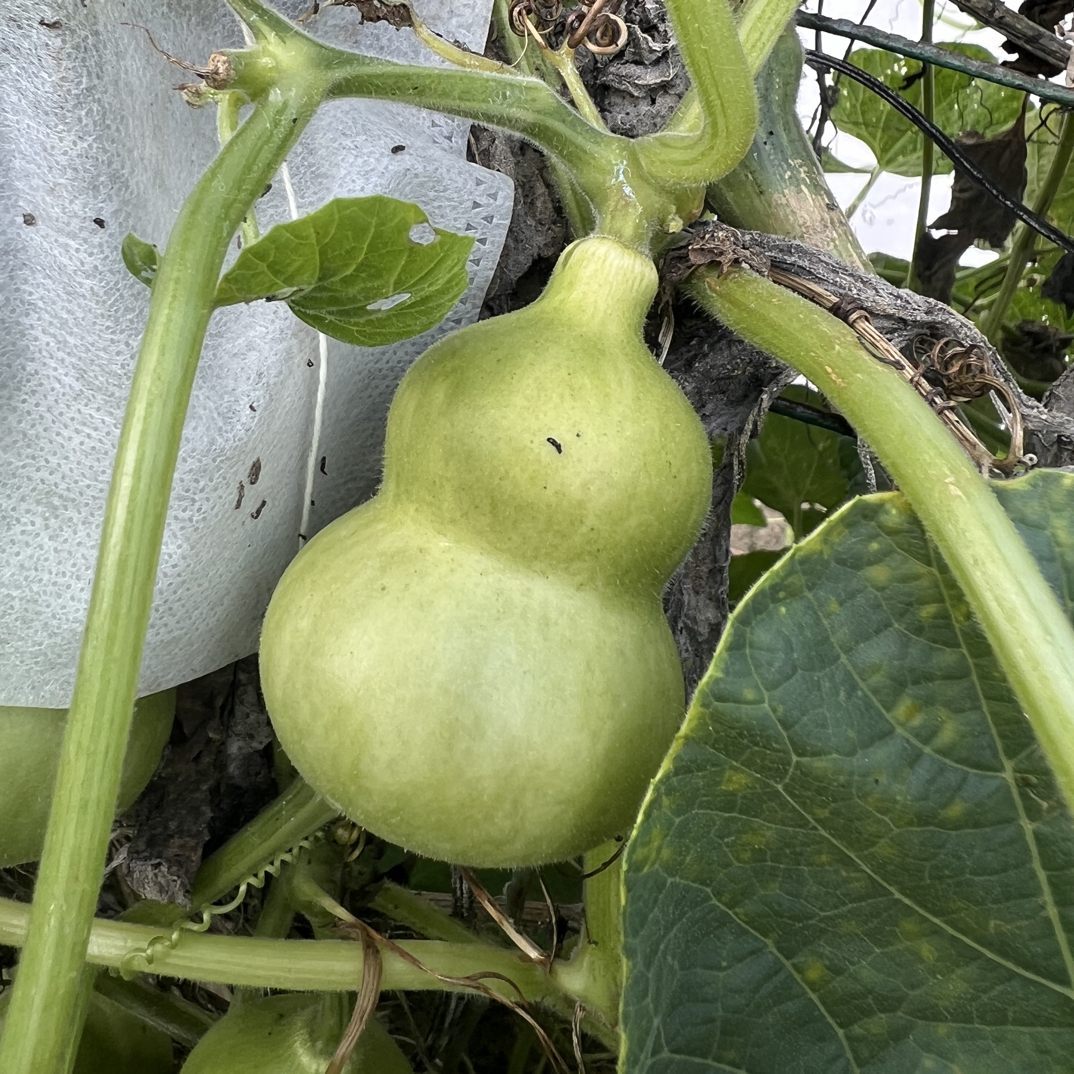 （直播间专属）文玩葫芦手捻葫芦八宝葫芦