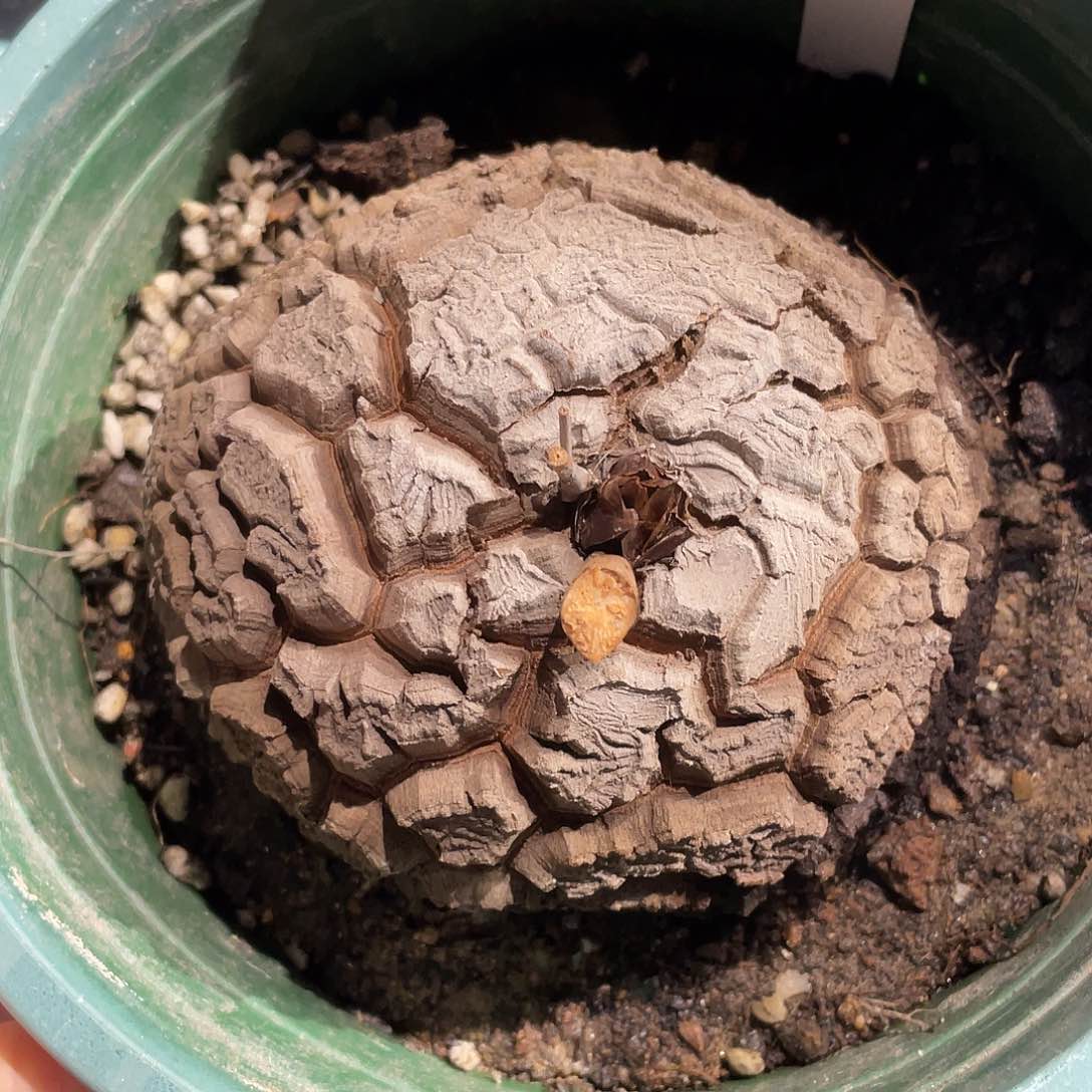 19龟甲龙不退不换