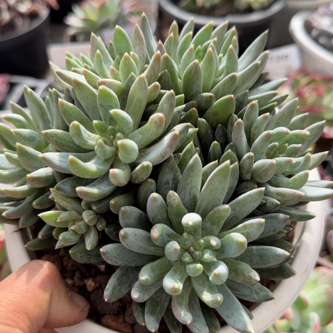 炫彩星一物一拍包装收缩花旱