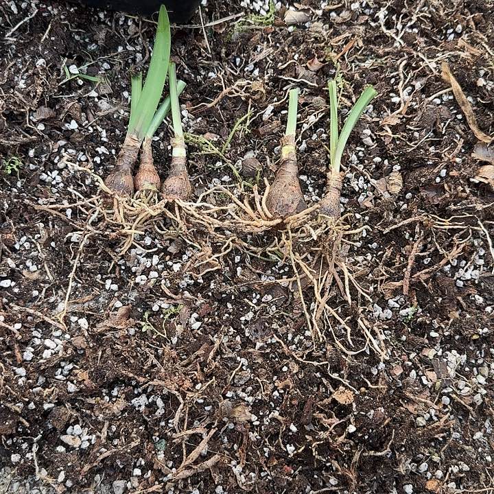 多多朱顶红一组   