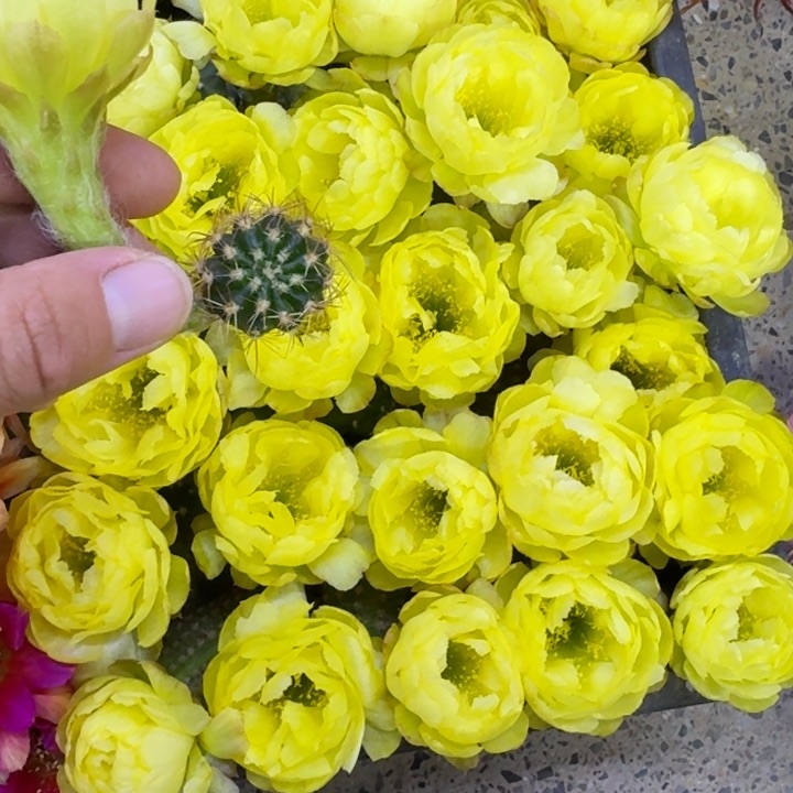 337丽花黄水晶无根侧牙很小2公分左右