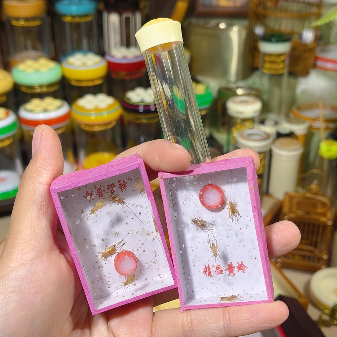 蟋蟀密胺黄蛉筒+两盒小黄蛉