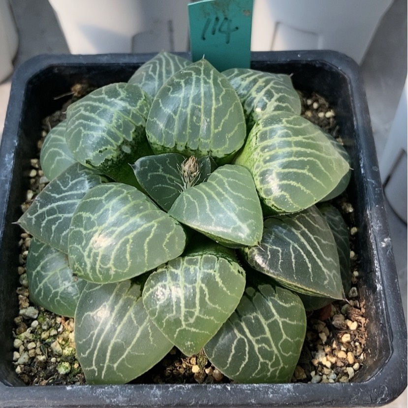 【闪购商品】水晶大114