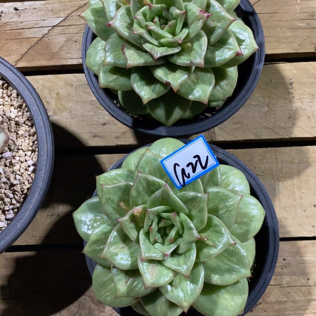 老**菜福利蔷薇玛丽亚a22