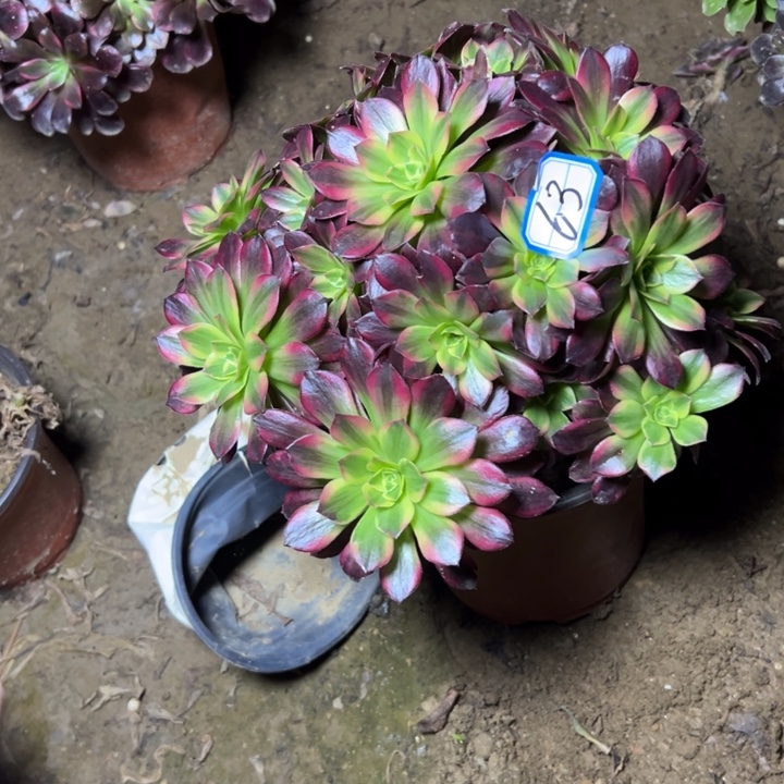 多肉植物安娜法师63