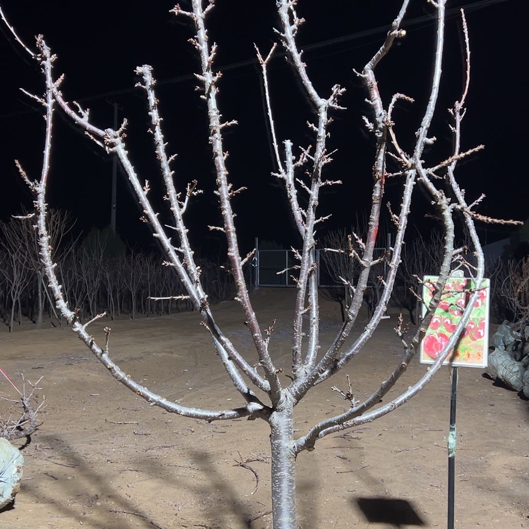 Z***.完全开放车厘子树专拍链接