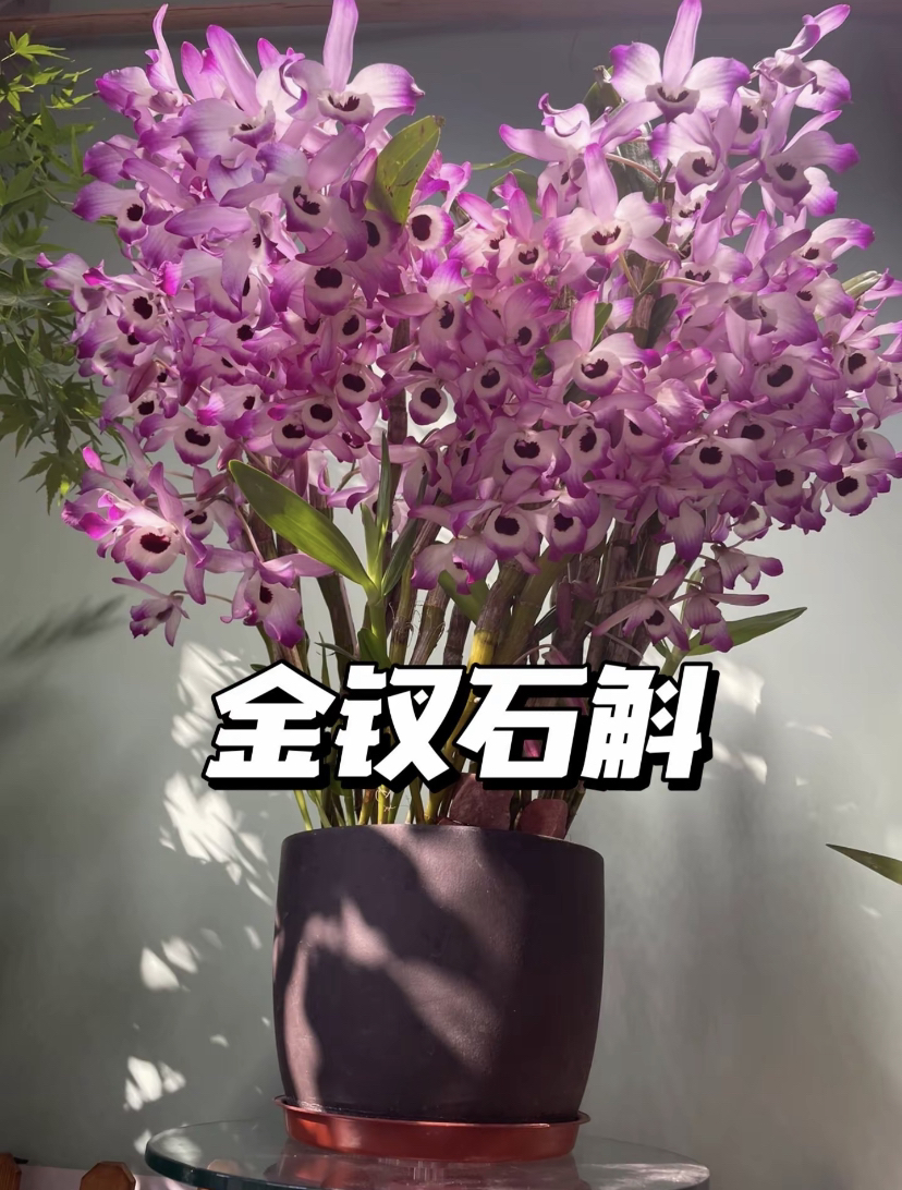 云南高山金钗石斛（新手推荐，好吃好养）开花爆花室内外种植施肥实